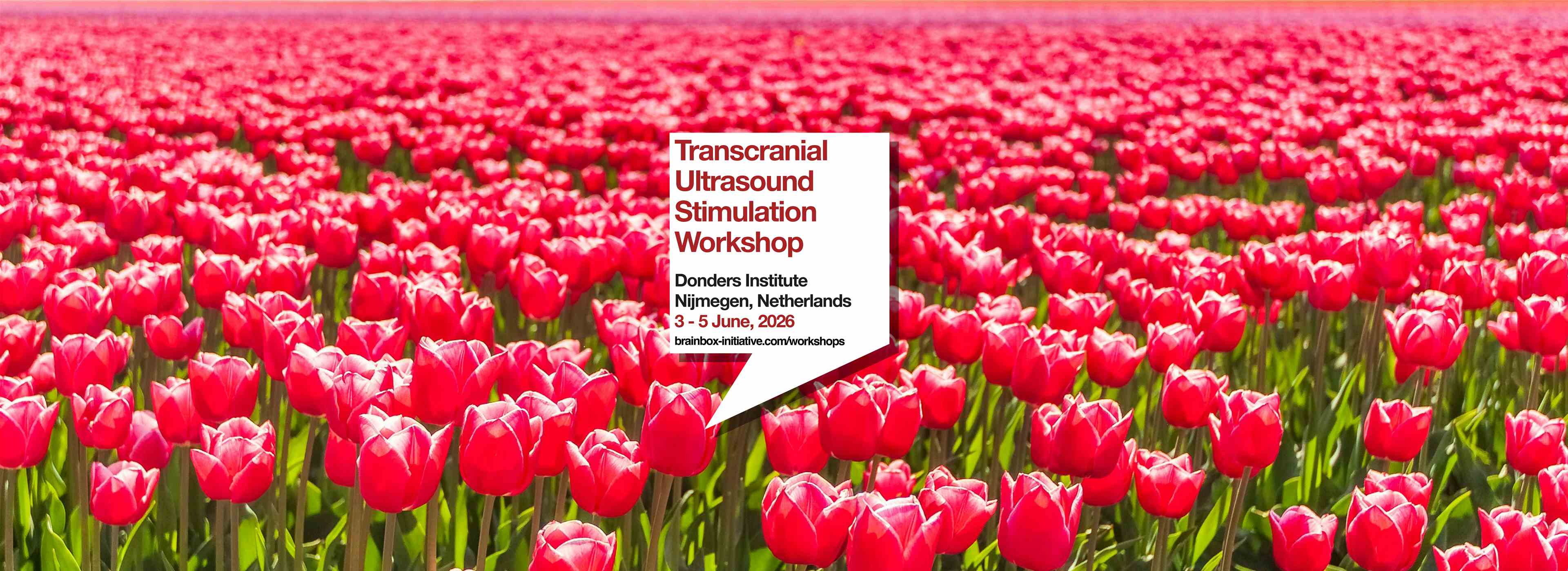 Transcranial Ultrasound Stimulation Workshop | Nijmegen